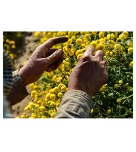 La migliore Vendita Migliore Qualità Secchi Fiore della Margherita-Secco Del Fiore Del Crisantemo Tè Vietnam Per La Disintossicazione