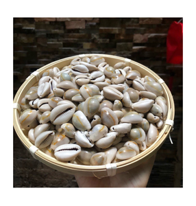 WHOLESALES COWRIES COWRY SHELLS - Product Image 2