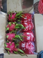 Vietnam 'S Best Verkochte Rood/Witte Drakenfruit, Verse Producten, Rechtstreeks Van Bron (David Director Mobile/Wa 84986778999)