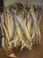 Morue séchée / Stockfish de Norvège