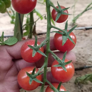 Свежий помидор-вишня, темно-красный свежий помидор, Египетский свежий помидор 2022