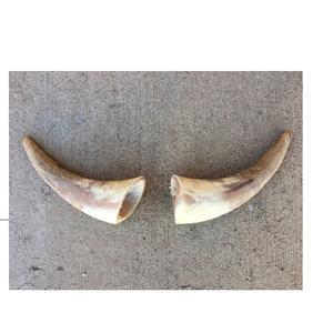 Cuerno de búfalo pulido decorativo ecológico Cuerno al por mayor Venta caliente con el cuerno decorativo de buey de la mejor calidad - Product Image 2