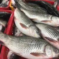 Высококачественная свежая замороженная рыба Rohu по лучшей цене