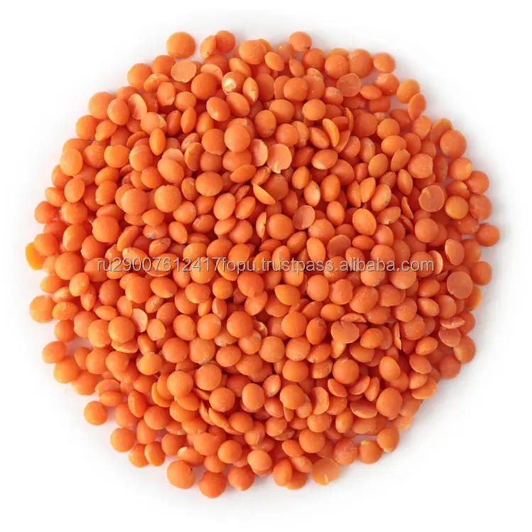 Hot Selling Red Lentils rich in chemical composition strengthens immune system wholesale, lentils price