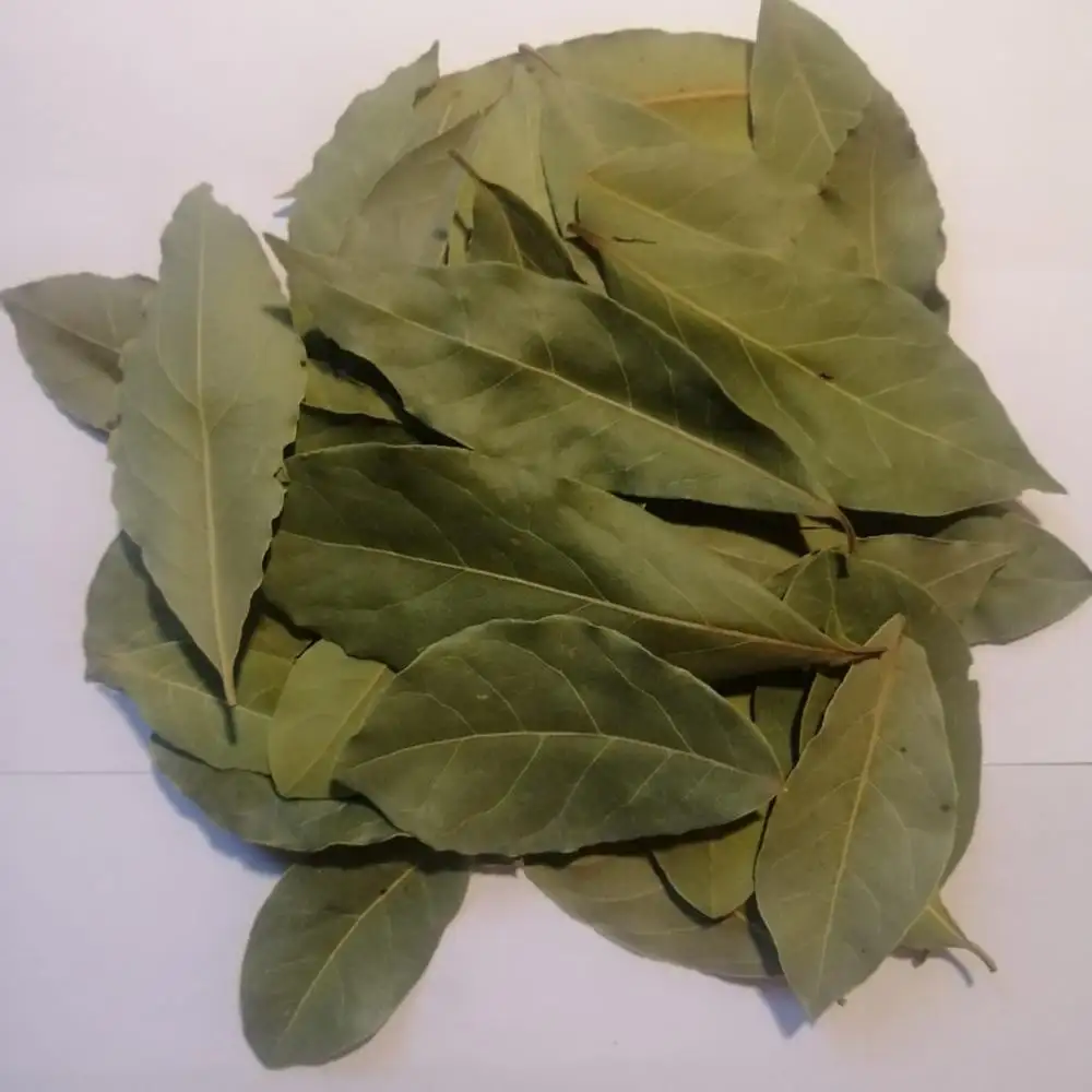 Laurel leaf / Bay foglia