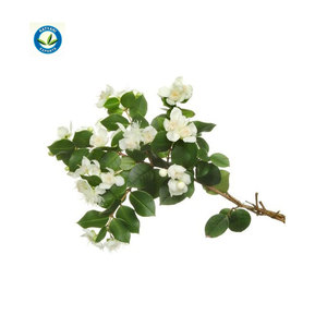 Aceite Esencial de mirto 100% puro y Natural, de compra a granel - Product Image 1