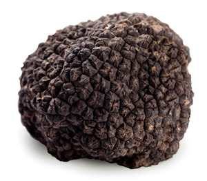 free samples black truffles for sale black truffle mushroom