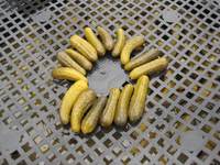 Pepinos en conserva en salmuera envasados en cubos – Fabricante mayorista de pepinos en rodajas