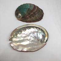 Coquilles d'ormeau naturelles brutes non polies séchées et polies