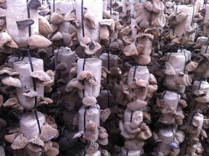 Hongo negro seco/seta de madera, precio superbarato de Vietnam - Product Image 4