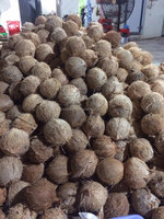 Kelapa Semi Kupas Segar Baru Panen Dari Vietnam Kualitas Premium Alami Kelapa Tua