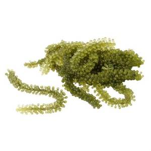องุ่นทะเลอบแห้งคาเวียร์สีเขียว Umibudo Lato Caulerpa Lentillifera Umibudou จากเวียดนาม - Product Image 1