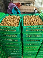 Verse Longanvruchten, rijk aan vitaminen, tropische kwaliteit, Vietnam oorsprong, 10kg, 60 dagen houdbaarheid