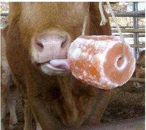 Instrument vétérinaire de cube de sel de léchage de cheval de l'Himalaya de haute qualité avec des cordes - Product Image 4