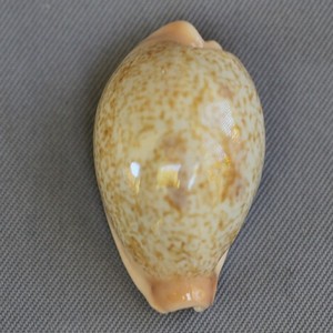Wholesales Mini Small Golden Cowrie <strong>Shell</strong> in Stock/ Cheap Price tiger Cowrie Seashell Vietnam <strong>Supplier</strong> 99 Gold Data - Product Image 5