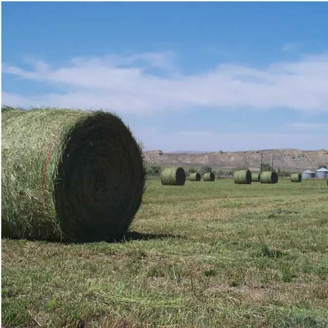 Alfalfa Hooi Met Top Kwaliteit Voor Export.