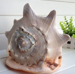 Coquille de Cassia Cornuta, Coquille de Cassia Cornuta, Coquille de mer - Product Image 4