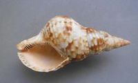 Grande coquille décorative/ Décoration d'intérieur naturelle/ Coquille d'escargot géante (Verda_WS +99 Données dorées)