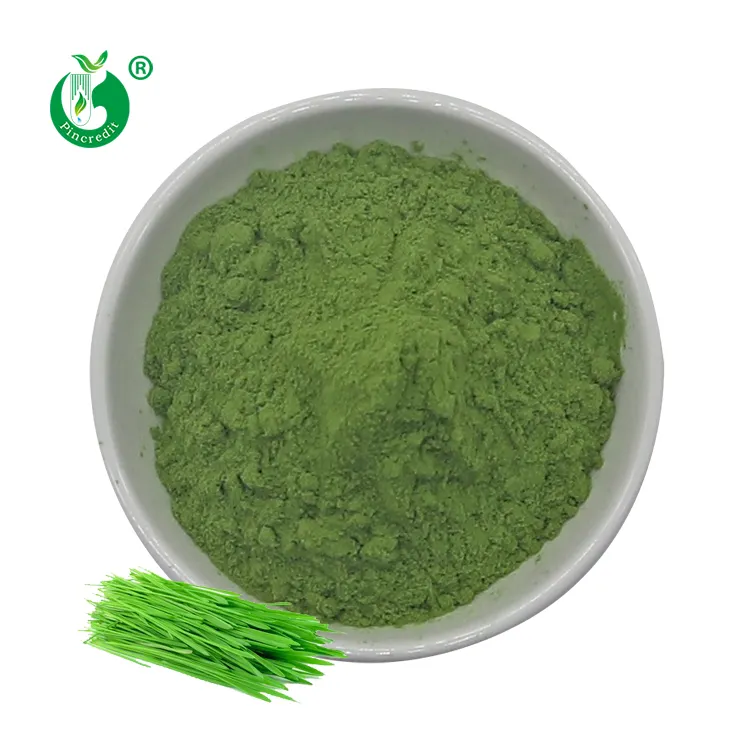 Pincredit की आपूर्ति थोक कार्बनिक Wheatgrass रस पाउडर