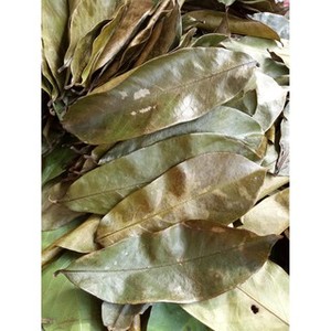PRODUIT CHAUD : Feuilles de corossol séchées / feuilles de graviola pour la santé - Le corossol protège la santé du Vietnam / AXEL + 84 38 776 0892 - Product Image 3