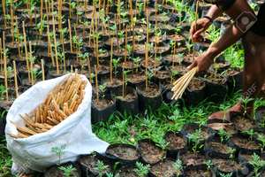 Varilla de Bambú Natural de Color Natural para Soporte de Flores de Jardín, Longitud de 50-100 cm, Fabricante Eco2go Vietnam - Product Image 6