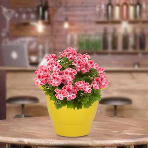 Planteur à fleurs pour plantes, Super léger et moderne, plantes - Product Image 2