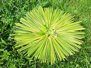 Grass straws for drinking only/ Natural disposable biodegradable - Product Image 3