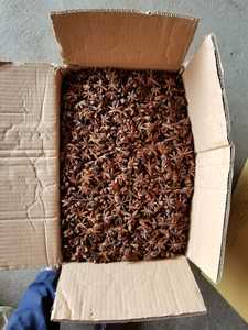 Mejor Precio Para Estrella Anís Tipo AD Proceso De Secado En Seco De La Sra. Flora 0084339966582 - Product Image 2