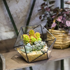 Terrario Geométrico de Vidrio NCYP Hecho a Mano, Semiesfera Pentagonal para Plantas Suculentas - Product Image 1