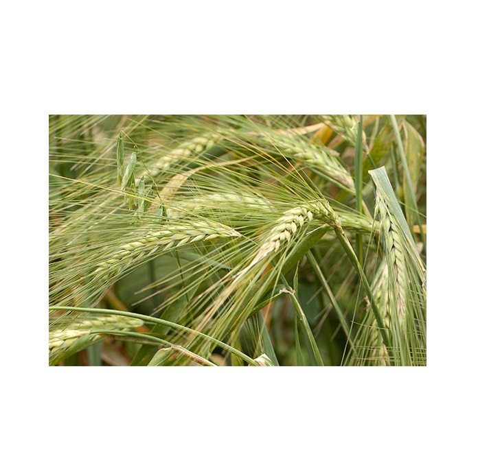 Оптовая продажа Rye для продажи по низкой цене, доступное большое количество