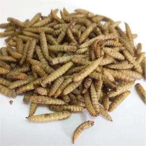 High Protein DRIED MEALWORMS/ MEALWORMS / BLACK SOLDIER FLY LARVAE von Vietnam