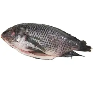 Nieuwe Vangst Tilapia Te Koop Hele Bevroren Tilapia Vis/Tilapia Filet/Tilapia Vis