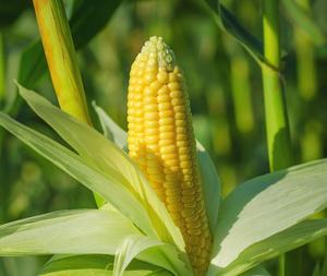 Maíz amarillo, al mejor precio, para vacaciones, en Vietnam, Ms - Product Image 2