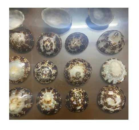 Cangkang celana testinaria alami yang baik-cangkang abalon yang dipoles-ibu kerang mutiara dengan jumlah besar dari Vietnam