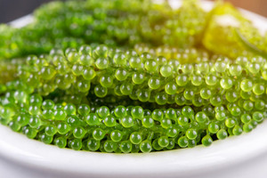 Algas de Mar de Vietnam Caulerpa Lentillifera, Sazonadas en Bolsa, para Ensaladas, Sushi, Uso en Restaurantes, Ingrediente de Alimentos Frescos - Product Image 1