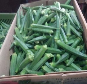 New crop fresh Okra Lady Finger,okra extract ,Fresh Okra/Green Okra/Fresh Okra for sale