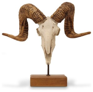 เขาสัตว์แบบเป่ารูปควายและขัดมันทำด้วยมือจากธรรมชาติ - Product Image 6