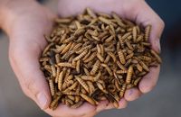 Vers de farine séchés riches en protéines / Larves de mouche soldat noire du Vietnam / Mme May +84 904183651