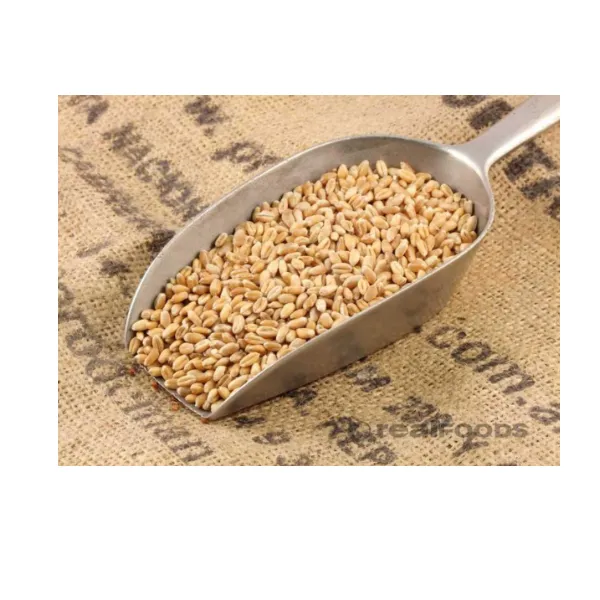 Organic Raw Whole Wheat Grain for Sale