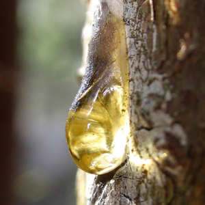 Huile Essentielle Pure à 100% d'Elemi et d'Arbre à Thé, Distillée à la Vapeur, 100ml/30ml, en Bouteille de Résine, Anti-Âge, Raffermissante et Nourrissante pour la Peau - Product Image 6