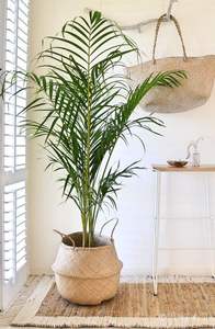Home Decorative Seagrass Plant <b>Basket</b> Seagrass <b>Basket</b> Planters With Handles Seagrass Belly <b>Basket</b> 0084947900124 - Product Image 4
