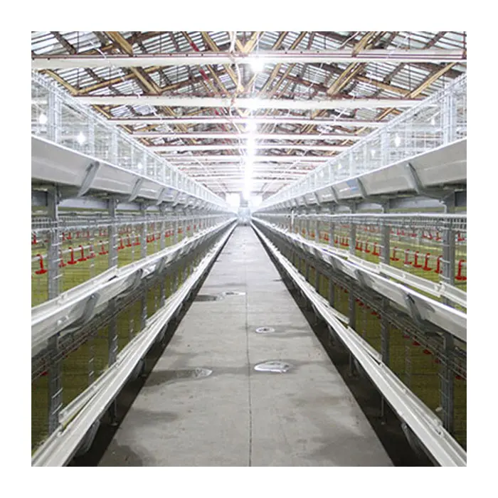 2019 new type automated layer chicken cage two people can raise 60,000 layer chickens
