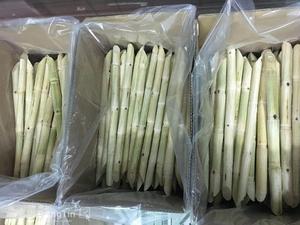 อ้อยสดเวียดนามแช่แข็งสำหรับส่งออก ราคาถูกมาก (ซาราห์ +84376540581) - Product Image 4