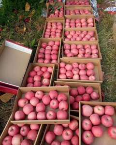 Manzanas a granel al por mayor de la mejor calidad, venta al por mayor, manzanas Fuji Rojas frescas, especificación al por mayor, fruta de manzana Fuji roja fresca - Product Image 1