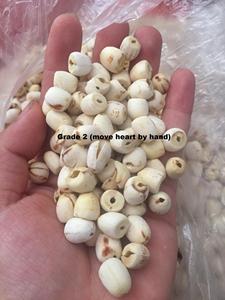 Graines de lotus séchées // JOLENE +84 336089155 - Product Image 4