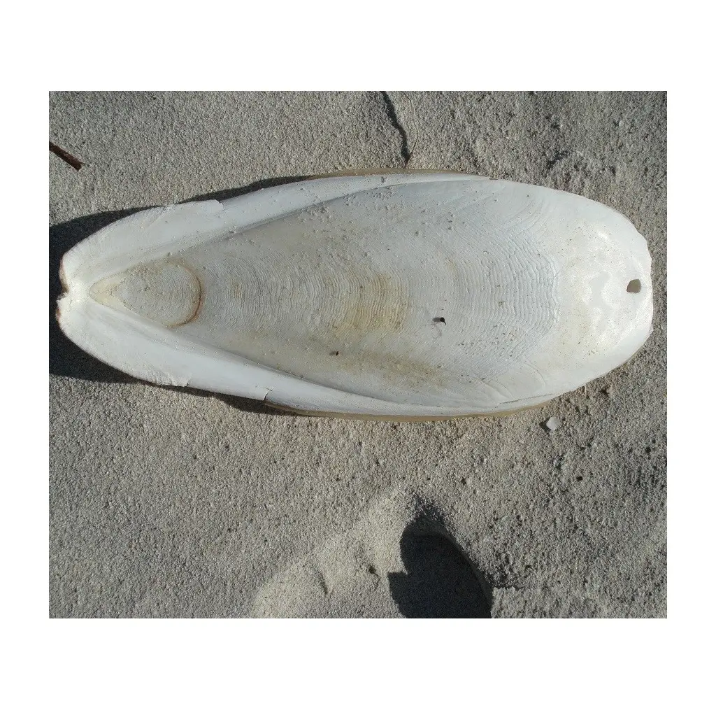 최고의 오징어 오징어 세피아 뼈-정착 물고기 조류 음식 베트남