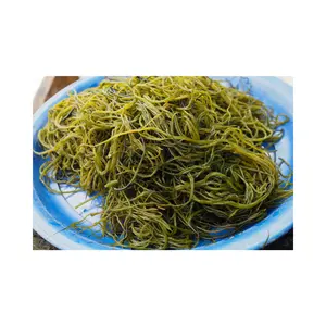 Algues en mousse de mer turquoises, le plus nutritif, original du Vietnam, vente en gros, bon marché, - Product Image 3