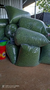 ใบมะรุมสีเขียวขาย - Product Image 6