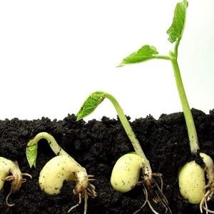 Sản phẩm phân bón tự nhiên Parker Neem bánh phân bón tự nhiên kiểm soát bệnh gốc trong thực vật - Product Image 3