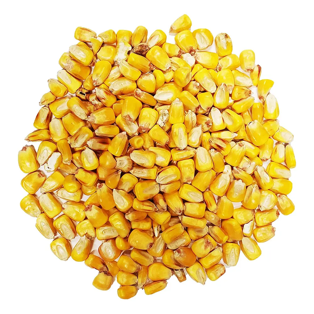 Cheap Price Animal Consumption High Protein Sweet Taste Original Dried Corn/Maize Animal Feed In Least Cost